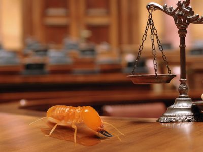 QUOTIDIAG-jurisprudence-rapport-termite-29-MAI-2023